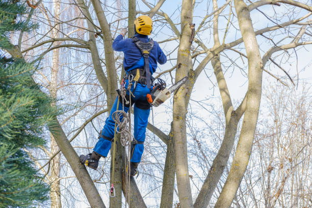 Professional Tree Care Services in Shell Ridge, CA